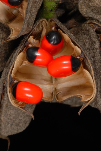 Photo by (c) Douglas Goldman, some rights reserved (CC BY-SA), uploaded by Douglas Goldman — iNaturalist, CC BY-SA Rosary Pea
