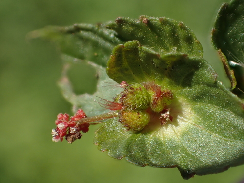 Photo by no rights reserved, uploaded by 葉子 — iNaturalist, CC0 Chenille Plant