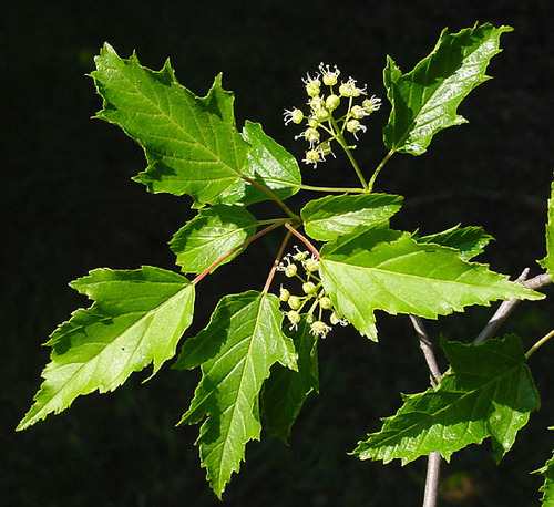 Amur Maple