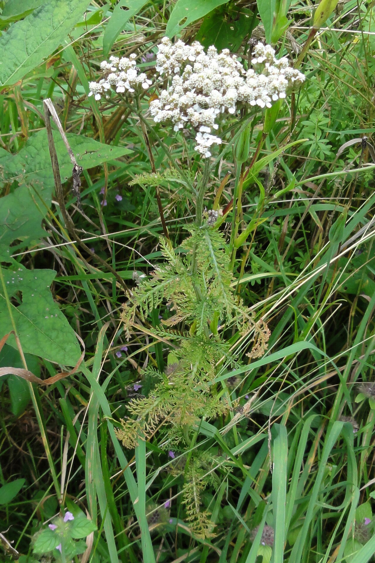 Photo by R. A. Nonenmacher — Wikimedia Commons, CC BY-SA 4.0 Yarrow