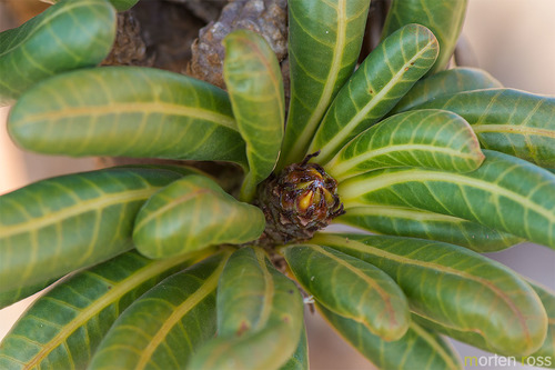 Photo by (c) Morten Ross, some rights reserved (CC BY), uploaded by Morten Ross — iNaturalist, CC BY Desert Rose