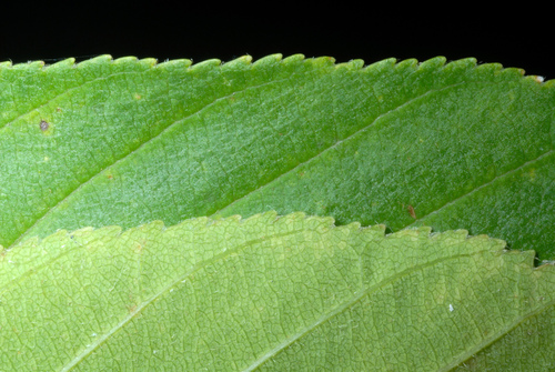 Photo by (c) Douglas Goldman, some rights reserved (CC BY-SA), uploaded by Douglas Goldman — iNaturalist, CC BY-SA Ohio Buckeye