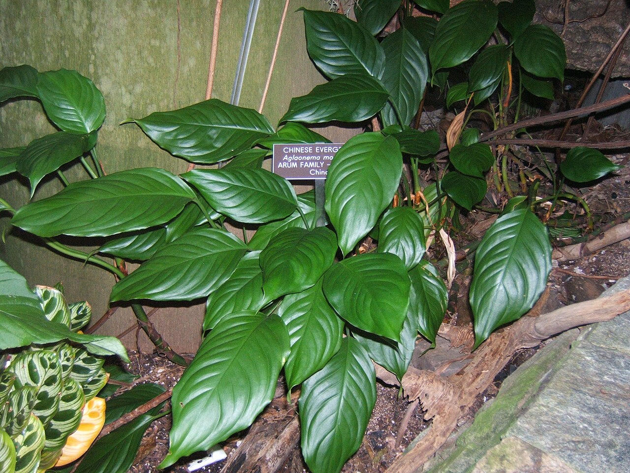 Photo by Mangostar — Wikimedia Commons, CC BY-SA 3.0 Chinese Evergreen