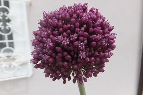 Photo by (c) Emanuele Santarelli, some rights reserved (CC BY-SA), uploaded by Emanuele Santarelli — iNaturalist, CC BY-SA Leek