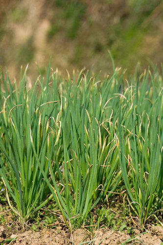 Photo by (c) Wuyongzheng, some rights reserved (CC BY) — iNaturalist, CC BY Onion