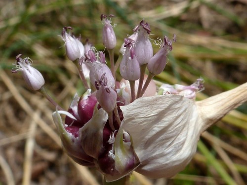 Photo by (c) Юрий Данилевский (Yuriy Danilevsky), some rights reserved (CC BY), uploaded by Юрий Данилевский (Yuriy Danilevsky) — iNaturalist, CC BY Garlic