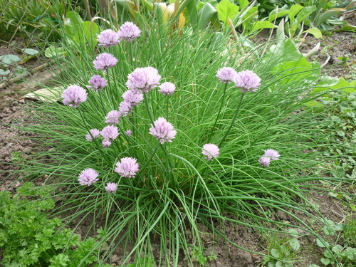 Photo by (c) Pohled 111, some rights reserved (CC BY-SA) — iNaturalist, CC BY-SA Chives