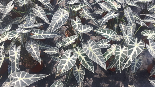 Photo by (c) Ong Jyh Seng, some rights reserved (CC BY-SA), uploaded by Ong Jyh Seng — iNaturalist, CC BY-SA Elephant Ear