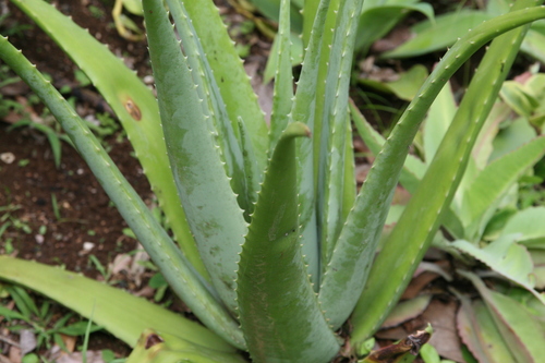 Photo by (c) Photo by David J. Stang, some rights reserved (CC BY-SA) — iNaturalist, CC BY-SA Barbados Aloe