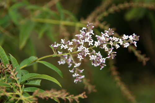 Photo by (c) M a n u e l, some rights reserved (CC BY-SA) — iNaturalist, CC BY-SA Lemon Verbena