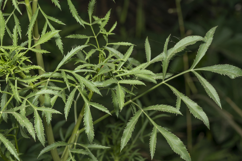 Photo by (c) Eleftherios Katsillis, some rights reserved (CC BY), uploaded by Eleftherios Katsillis — iNaturalist, CC BY Bishop's Weed