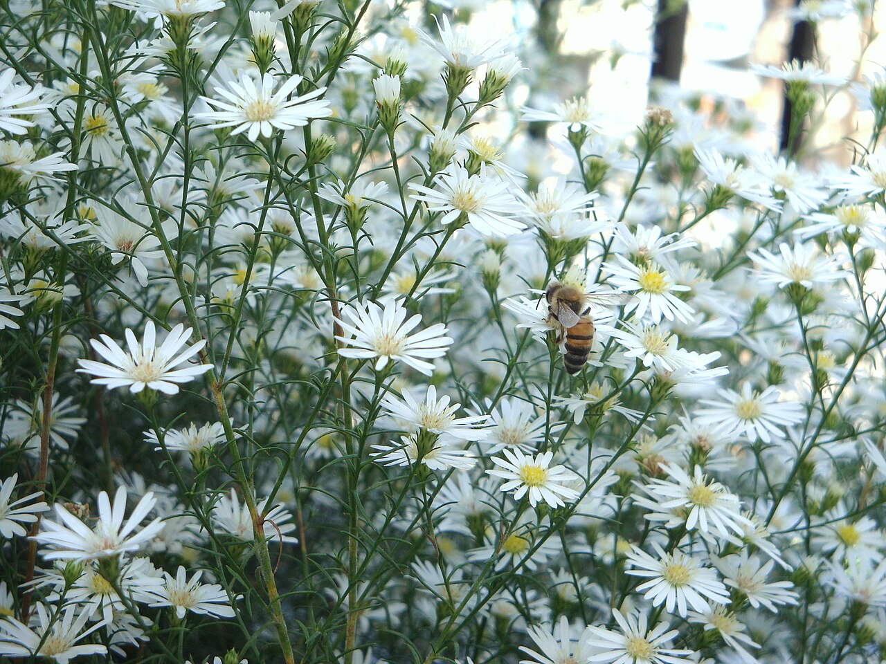 Photo by Banfield — Wikimedia Commons, CC BY-SA 3.0 Mayweed