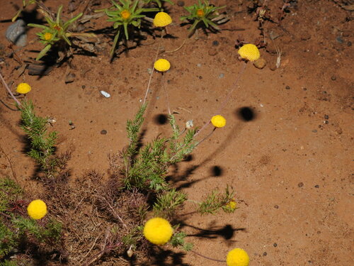 Photo by (c) Duarte Frade, some rights reserved (CC BY), uploaded by Duarte Frade — iNaturalist, CC BY Chamomile