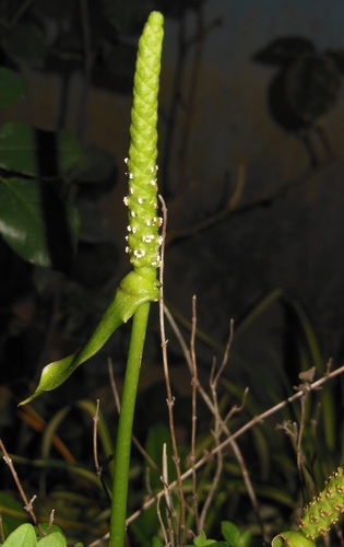 Photo by (c) Neptalí Ramírez Marcial, some rights reserved (CC BY), uploaded by Neptalí Ramírez Marcial — iNaturalist, CC BY Flamingo Flower
