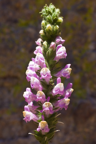 Sticky Snapdragon