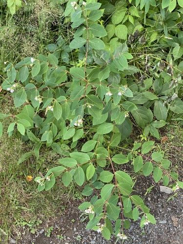 Photo by (c) gwt2102, some rights reserved (CC BY) — iNaturalist, CC BY Spreading Dogbane