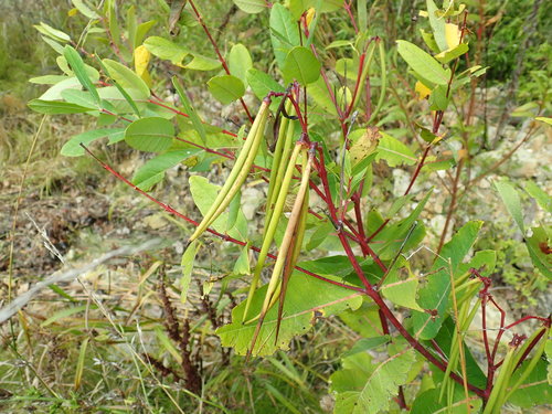 Photo by no rights reserved, uploaded by Lynn Harper — iNaturalist, CC0 Dogbane