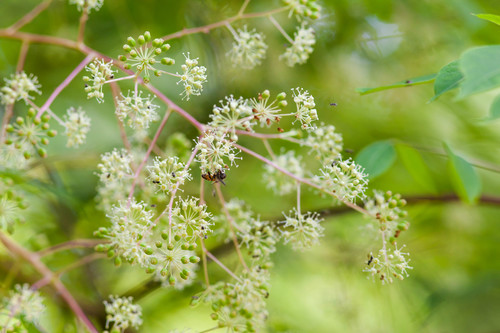 Photo by (c) Melissa McMasters, some rights reserved (CC BY) — iNaturalist, CC BY Devil's Walking Stick