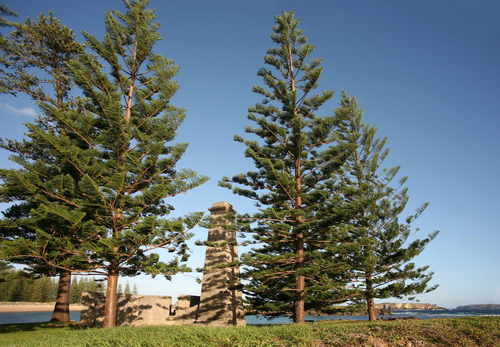 Photo by (c) bertknot, some rights reserved (CC BY-SA) — iNaturalist, CC BY-SA Norfolk Island Pine