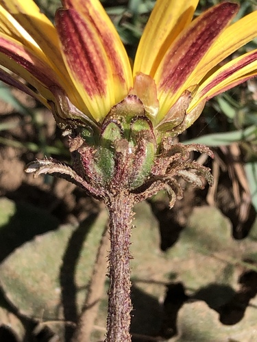 Photo by (c) Dave U, some rights reserved (CC BY-SA), uploaded by Dave U — iNaturalist, CC BY-SA Blue Eyed Daisy