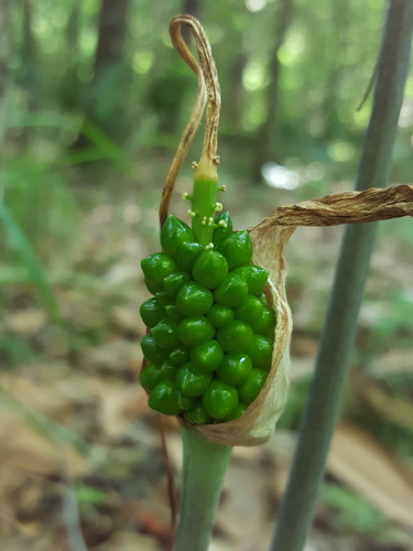 Photo by (c) Alex Abair, some rights reserved (CC BY), uploaded by Alex Abair — iNaturalist, CC BY Jack-in-the-pulpit