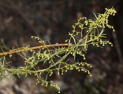 Photo by (c) Steve Matson, some rights reserved (CC BY), uploaded by Steve Matson — iNaturalist, CC BY Tarragon