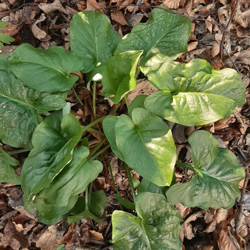 Photo by (c) sjajuga, some rights reserved (CC BY), uploaded by sjajuga — iNaturalist, CC BY Black Calla