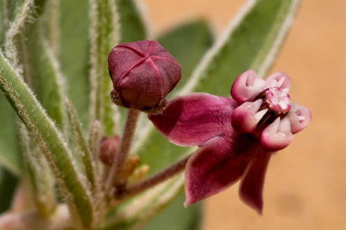 Photo by no rights reserved — iNaturalist, CC0 Milkweed