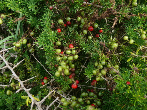 Photo by (c) Tony Rebelo, some rights reserved (CC BY-SA), uploaded by Tony Rebelo — iNaturalist, CC BY-SA Asparagus Fern