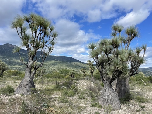 Ponytail Palm