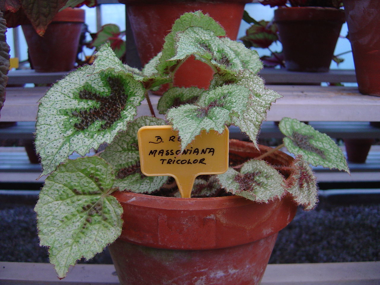 Photo by No machine-readable author provided. Mininain assumed (based on copyright claims). — Wikimedia Commons, CC BY-SA 3.0 Iron Cross Begonia