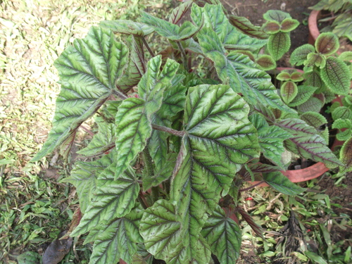 Photo by (c) Yercaud-elango, some rights reserved (CC BY-SA) — iNaturalist, CC BY-SA Metallic Leaf Begonia