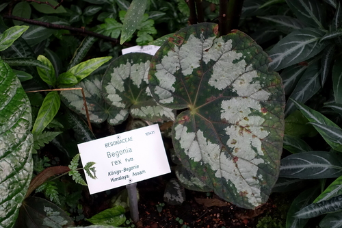 Photo by Daderot, no known copyright restrictions (public domain) — iNaturalist, Public domain Rex Begonia