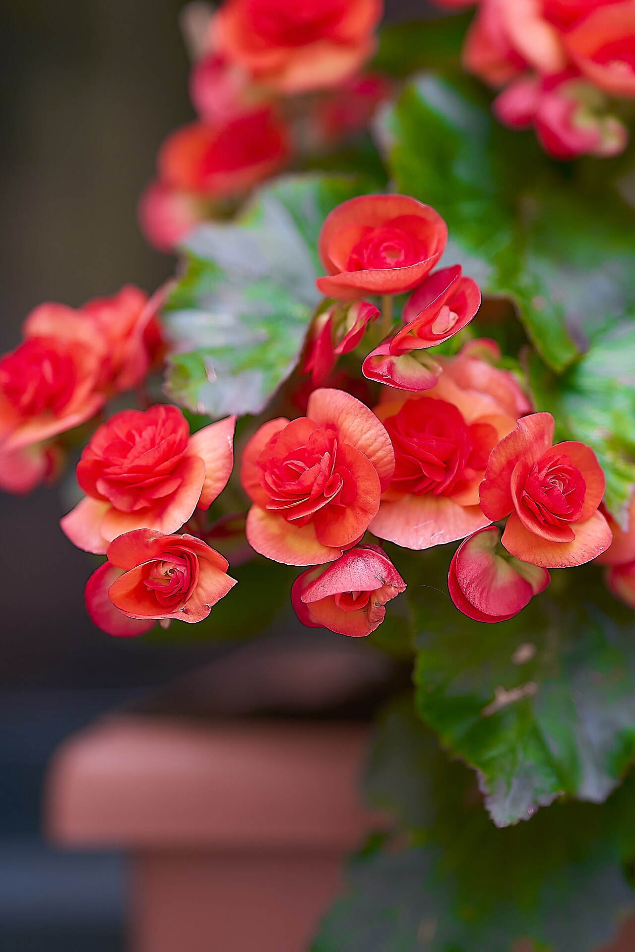 Photo by George E. Koronaios — Wikimedia Commons, CC BY-SA 2.0 Wax Begonia