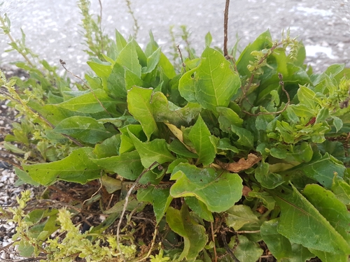 Photo by (c) Michael Bakker Paiva, some rights reserved (CC BY), uploaded by Michael Bakker Paiva — iNaturalist, CC BY Beet