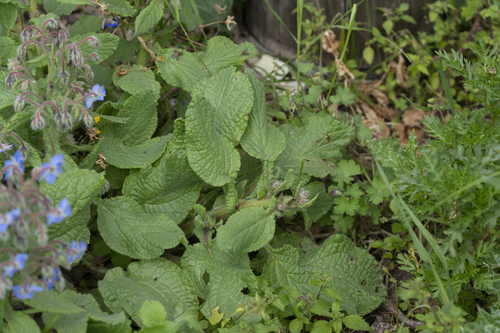 Photo by (c) Eleftherios Katsillis, some rights reserved (CC BY), uploaded by Eleftherios Katsillis — iNaturalist, CC BY Borage