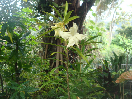Photo by (c) Centauro62, some rights reserved (CC BY-SA) — iNaturalist, CC BY-SA Yesterday-Today-and-Tomorrow