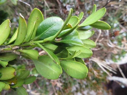 Photo by (c) Marco Mussita, some rights reserved (CC BY), uploaded by Marco Mussita — iNaturalist, CC BY Boxwood