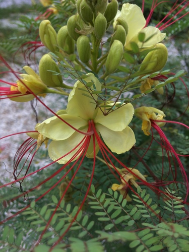 Photo by no rights reserved, uploaded by Chris — iNaturalist, CC0 Desert Bird of Paradise