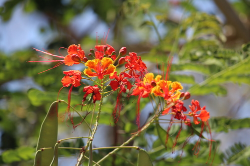 Photo by (c) Ricard Busquets Reverte, some rights reserved (CC BY), uploaded by Ricard Busquets Reverte — iNaturalist, CC BY Pride of Barbados