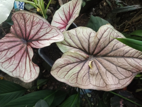Photo by (c) Greg III Espera, some rights reserved (CC BY), uploaded by Greg III Espera — iNaturalist, CC BY Caladium