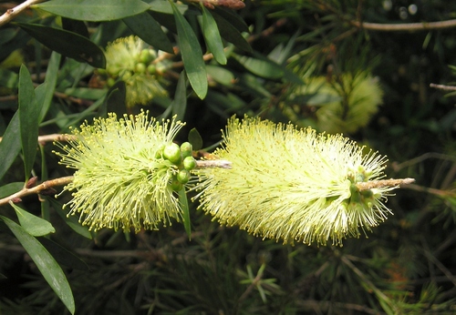 Bottlebrush