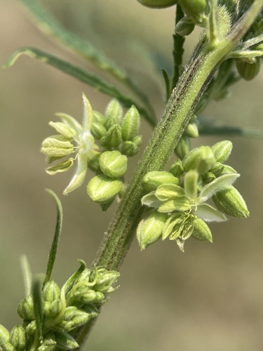 Photo by (c) Matt Berger, some rights reserved (CC BY), uploaded by Matt Berger — iNaturalist, CC BY Cannabis