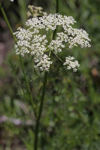 Photo by (c) Andrey Zharkikh, some rights reserved (CC BY) — iNaturalist, CC BY Caraway