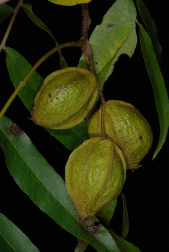 Water Hickory