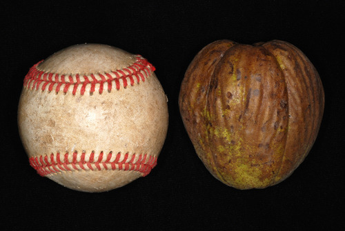 Shellbark Hickory