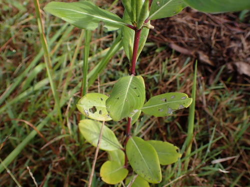Photo by (c) Louis Aureglia, some rights reserved (CC BY), uploaded by Louis Aureglia — iNaturalist, CC BY Madagascar Periwinkle