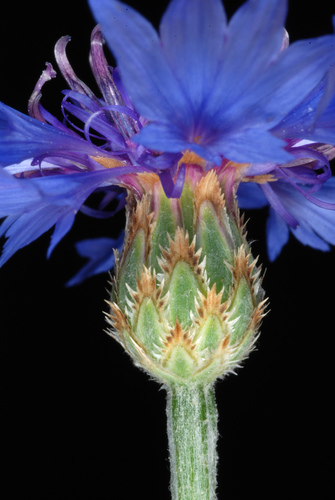 Cornflower