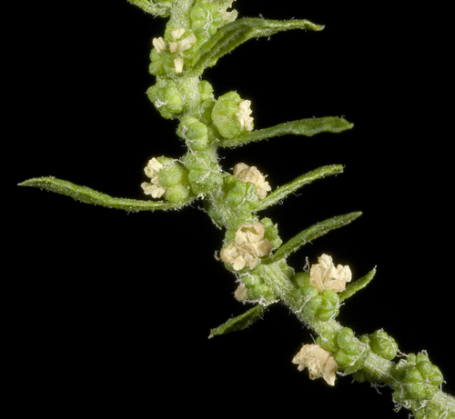 Photo by (c) Kevin Thiele, some rights reserved (CC BY) — iNaturalist, CC BY Epazote