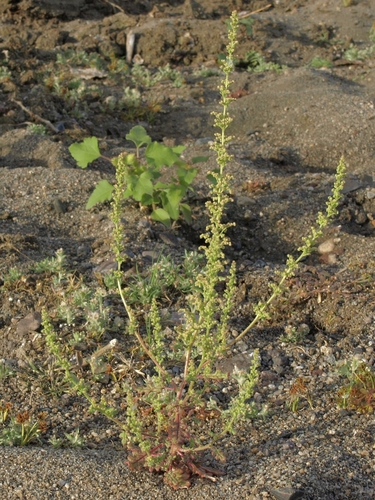Photo by (c) Jim Morefield, some rights reserved (CC BY), uploaded by Jim Morefield — iNaturalist, CC BY Ambrosia Mexicana